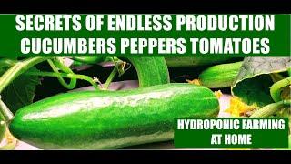 HYDROPONIC FARMING AT HOME - CUT TIME TO HARVESTS