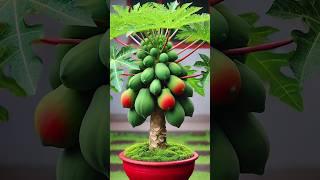 How to grow papaya tree at home, great method of propagating papaya tree by air layering #papaya