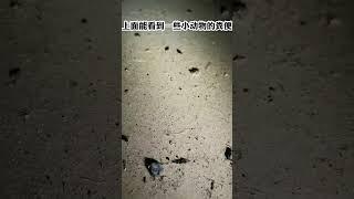 #温哥华验屋 屋顶阁楼里不请自来的小动物 #温哥华 #温哥华生活