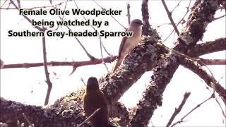 Olive Woodpecker female being watched by Southern Grey-headed Sparrow