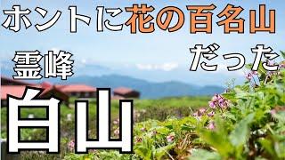 【白山】天気もお花も大勝利〜！！