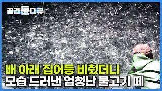 새벽 3시 3일째 이어지는 흉어. 갑판 아래 집어등 비췄더니 모습 드러낸 엄청난 물고기 떼!┃추자도 앞바다는 7대의 멸치어선의 총칼 없는 전쟁터┃만선 멸치잡이┃극한직업┃#골라듄다큐