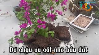 #cách mà MINH QUANG thay chậu mới cho cây