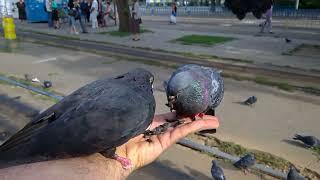 #UA#Dnipro#Feeding pigeons#1