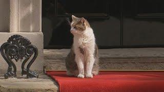 Red carpet, Larry the cat await US President at Downing Street | AFP