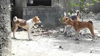 দেখুন কুকুর আর গুইসাপের তুমুল লড়াই।।।।।।