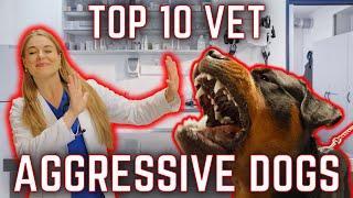 Aggressive dog breeds at the VET! | Dr. Lindsay Butzer's List!