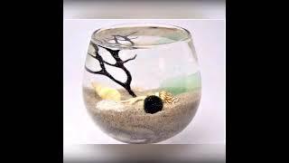 Marimo Moss Ball Pets Japanese Marimo Moss Ball Marimo For Sale