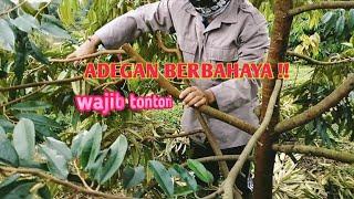 PANGKAS LAGI DURIAN MUSANGKING