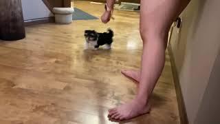 Potty Training a Biewer Terrier! Lea tự biết đi vệ sinh