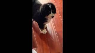 奶凶奶凶的 Daily life of a young Bernese mountain puppy #cute  #pets  #dog  #bernesepuppy  #伯恩山犬寶寶