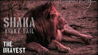 Shaka "Kinky Tail" Mapogo | The Bravest