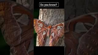 top 10 biggest butterflies in the world #facts