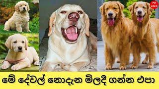 Golden retriever Vs Labrador Retriever Sinhala - pet life lk