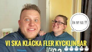 Vi ska kläcka fler kycklingar - Ny ras