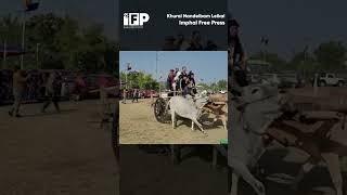 Minister Khemchand rides bullock cart at Louroi Festival 2023 | Imphal Free Press #shorts