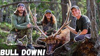 BULL DOWN! COLORADO PUBLIC LAND ELK HUNTING! (OTC TAG)