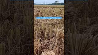 Assam//Traditional way of cutting crops//short scene