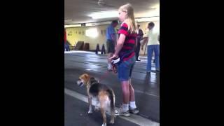 Dog training