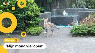 Ontsnapte serval bijt een konijn dood