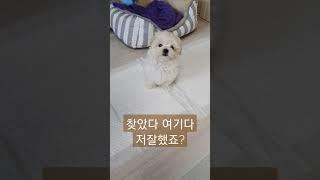 2개월 새끼강아지 배변훈련중 행동#shorts