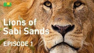 Lions of Sabi Sands - Episode 1  | Meet the Mapogo Clan