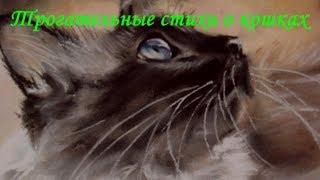 ТРОГАТЕЛЬНЫЕ СТИХИ О КОШКАХ  TOUCHING POEMS ABOUT CATS