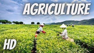 Farming And Agriculture: Everything You Need To | Free HD Videos - No Copyright footage free to use