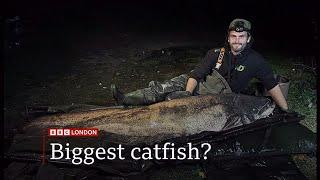 'Largest recorded UK catfish' caught in Essex lake? (to be confirmed) (UK) 9/Jan/2025