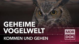 Das Geheimnis der Vögel · Von Uhulogen und Karmingimpeln | Tierdoku bei MDR DOK