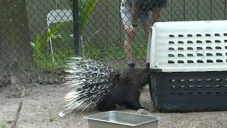 Florida zoo rushes to secure animals ahead of Hurricane Milton | AFP