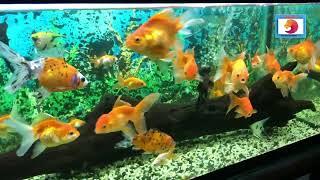 Fish Tank, goldfish, catfish, Angel.. etc Find Next 2050