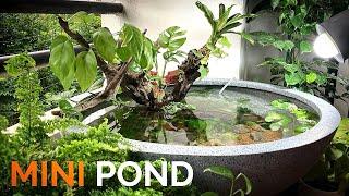 Mini Pond in the Balcony for Guppies