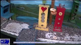 Bird feeder LIVE, Norway