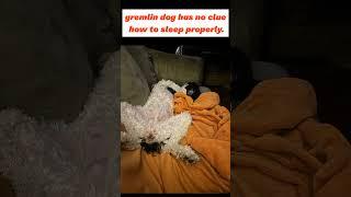 gremlin dog has no clue how to sleep properly. #dogsofyoutube #dog #adorabledog #dogsworld #doggie