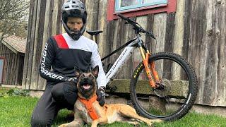 Beach Ride With My Malinois