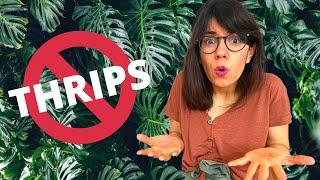 THRIPS on monstera leaves (and how to get rid of them!)