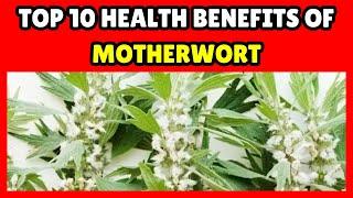 Discover the Power of Motherwort: Top 10 Health Benefits for Women and Men