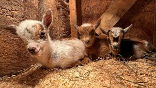 Itty bitty goat kids!