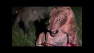 National Geographic 2017 - Animal Documentary National Geographic LION VS HYENA Lion Attack   -VeVo-