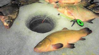 I DIDN'T expect THIS!!!! Winter fishing for bream and ... tench!