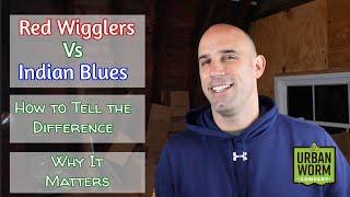 Red Wigglers Vs Indian Blues: How to Tell the Difference