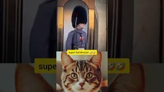 Cute cat bombastic #popular #trending #latest #shorts