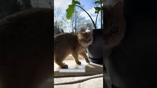 #cats #catlovers #catvideo #catshorts #catube #kitten #kitty #cutecat #funnyshorts #funnycatsvideos