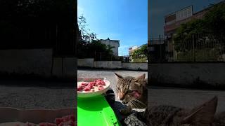 Meat Delivery for Cats