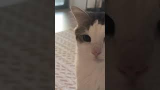 Hüptürük isteyen oğluma elimi opturuyorum #catvideos #funny #kediyavrusu #cat #kedisevgisi #catworld