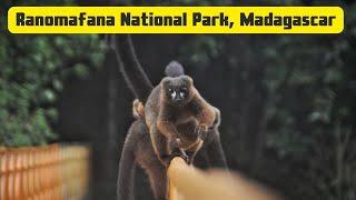 Ranomafana National Park, Madagascar Trekking Report & Drone Footage