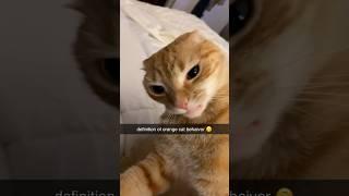 Typical orange cat behavior 