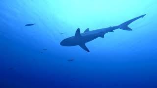 Reef Hooking in Blue Corner, Palau