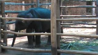 Elephant Training Center-Elephant Rehabilitation Centre,Kappukadu Kerala Forest&Wild life Department